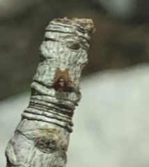 Heteroptera