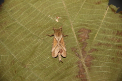 Schaefferiana epigramma