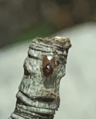 Heteroptera