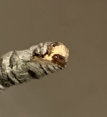 Heteroptera