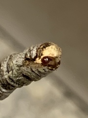 Heteroptera