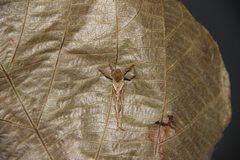 Schaefferiana epigramma