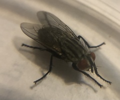 Musca domestica