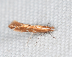 Cremastobombycia solidaginis