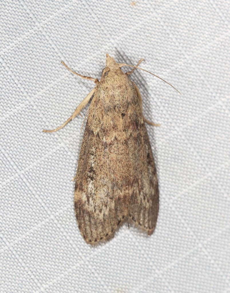 Lamoria eumeces