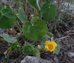 Abutilon wrightii