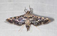 Rhimphalea sceletalis