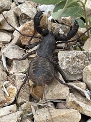 Mastigoproctus tohono