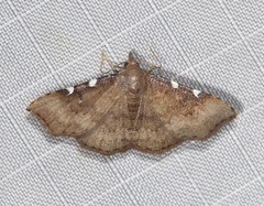 Corgatha dichionistis