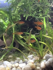 Hyphessobrycon amandae