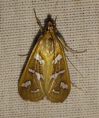 Diastictis