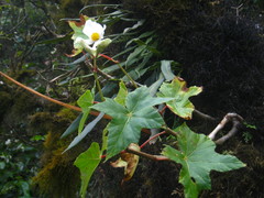 Begonia acerifolia