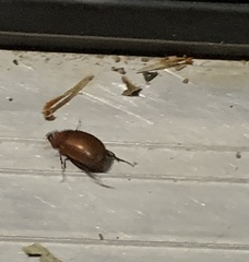 Maladera formosae
