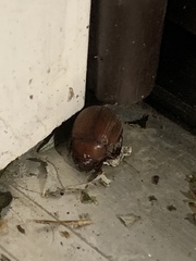 Maladera formosae