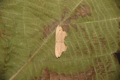 Schidax squamaria