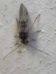 Teliapsocus conterminus