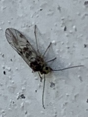 Teliapsocus conterminus