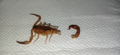 Tityus stigmurus