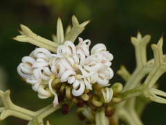 Grevillea trifida