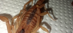 Tityus stigmurus