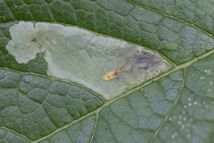 Calycomyza flavinotum