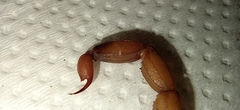 Tityus stigmurus