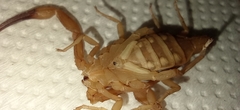 Tityus stigmurus