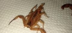 Tityus stigmurus