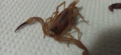 Tityus stigmurus