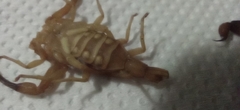 Tityus stigmurus