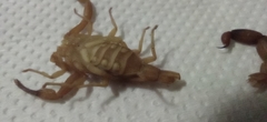 Tityus stigmurus
