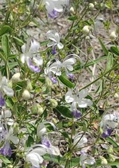 Trichostema arizonicum