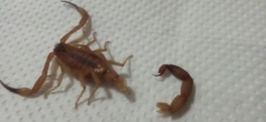 Tityus stigmurus