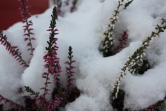 Calluna
