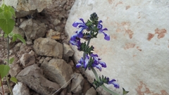 Salvia prunelloides