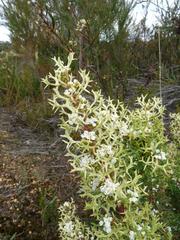 Grevillea trifida