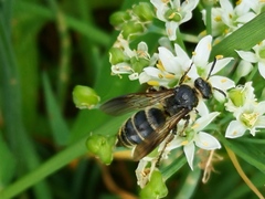 Scoliidae