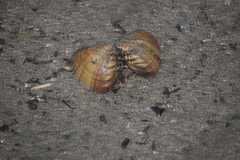 Tivela