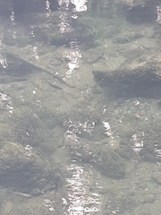 Micropterus dolomieu