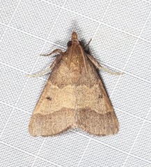 Arippara disticha