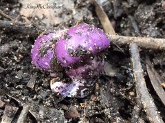 Cortinarius archeri