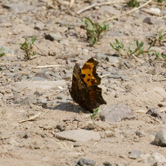 Polygonia progne