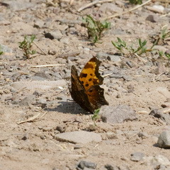 Polygonia progne