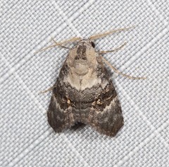 Acatapaustus leucospila