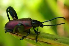 Sagra bicolor