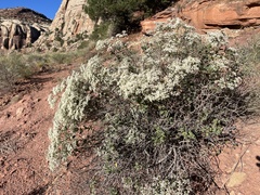 Eriogonum corymbosum