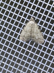 Dyspyralis puncticosta