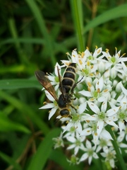 Scoliidae