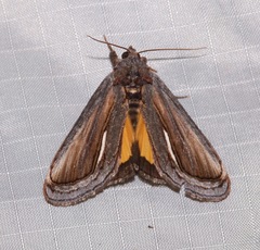Gerrodes minatea