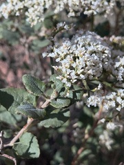 Eriogonum corymbosum